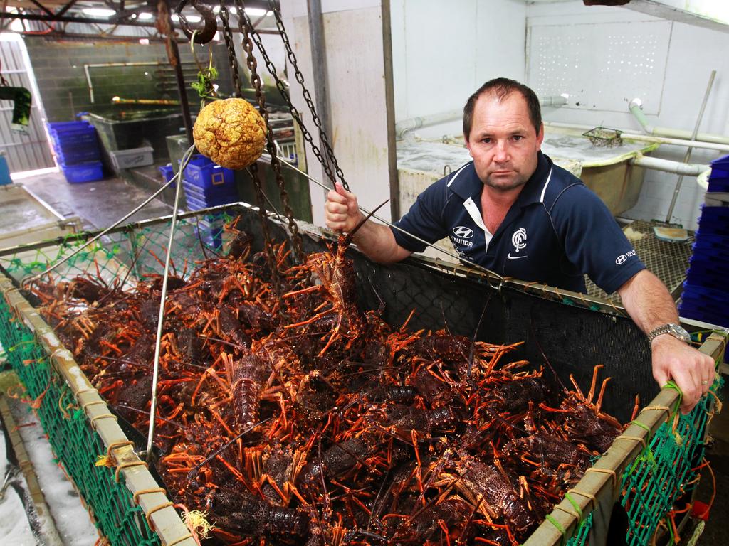 Tasmanian rock lobsters were hit by China’s trade restrictions.