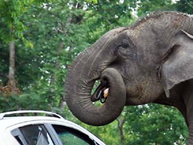 ***ONE TIME WEB USE ONLY*** ***PLEASE CONTACT NETWORK PIC DESK FOR PRINT USE*** Must Credit Caters/Picture Media *STORY AND ASSOCIATED PHOTOS/VIDEO STRICTLY UK USE ONLY* PIC BY AUSTIN CHERUPUZHA / CATERS NEWS - (Pictured: Close up of bag in Elephants mouth.) A couple got more than they bargained for when trying to grab a selfie with an elephant - after it reached into their car and stole a handbag. The cheeky pachyderm quickly devoured the contents - including fruit, debit cards and cash - leaving a heap of the tourists possessions on the road in Bandipur National Park, India. Eye-witnesses said the couple had been travelling along the scenic jungle road in the Indian state of Karnataka towards Oozy when they stumbled across the elephant and her calf. But after stopping to try and take a selfie with the two pachyderms in the background, the mother charged the tourists car after becoming rilled by the flash. SEE CATERS COPY.