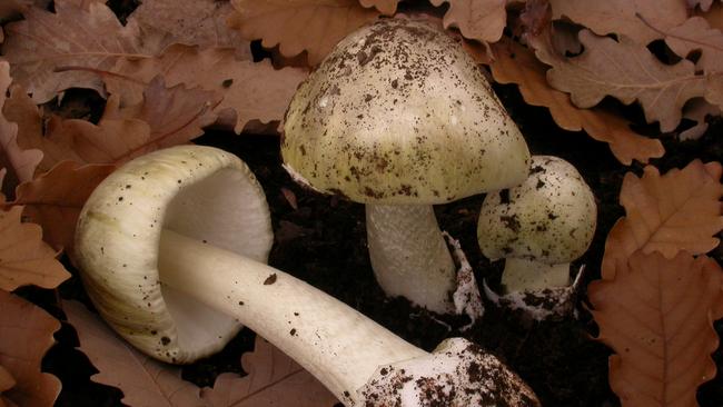 Death Cap mushrooms. Picture: Supplied
