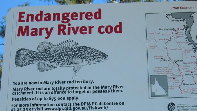 Mary River Cod warning sign at Station Creek outside Widgee, north of Gympie. signs "Endangered Mary River Cod" fish fishing 2006.