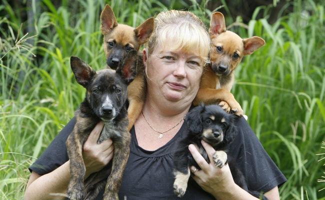 President of Jaws 'n' Paws Jenny Savage with dogs that have been rescued after being dumped. Jenny is concerned that more pets will be dumped over the Christmas period. . Picture: Sarah Harvey