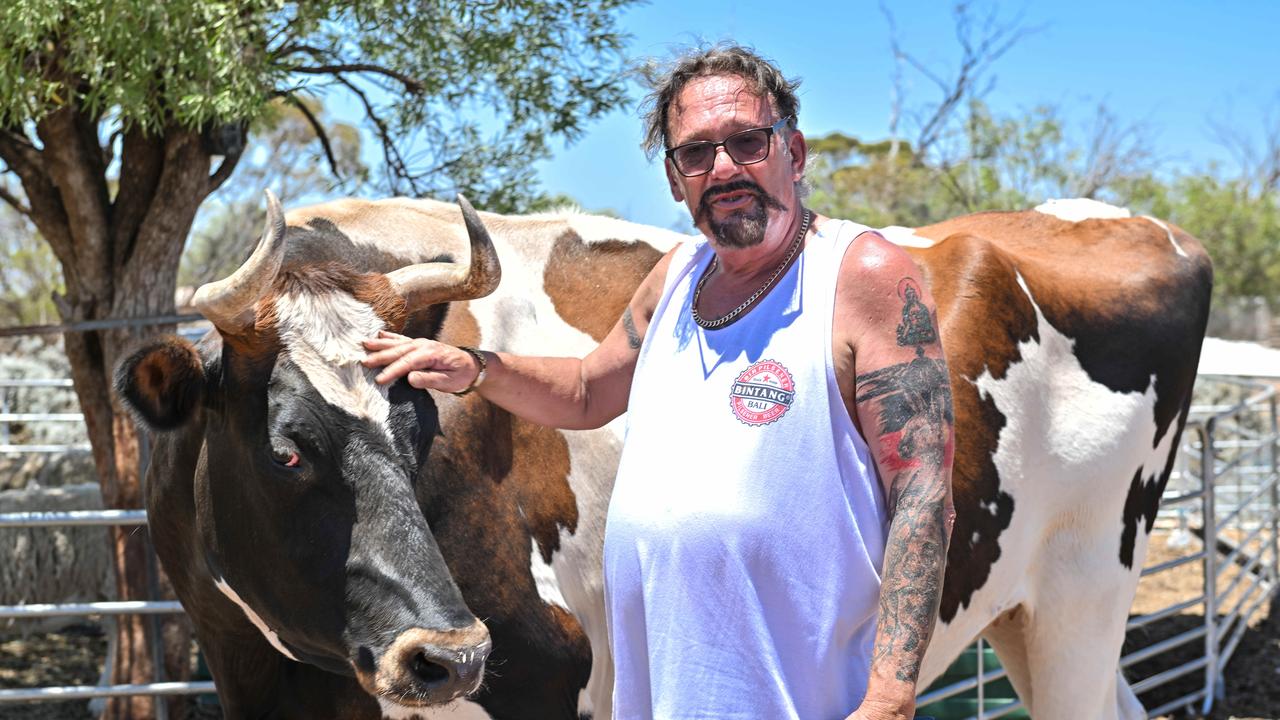 Mark Aldridge with Jasper the bull at the Morgan property owned by Shane Jones. Picture: NewsWire / Brenton Edwards