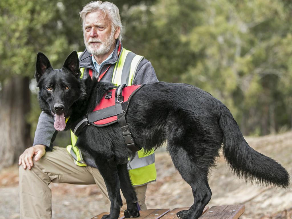 Fonzie the Dog with his trainer Steve Austin. Fonzie is specially trained to find a particular weed that is noxious and invasive to Tasmania Picture: EDDIE SAFARIK