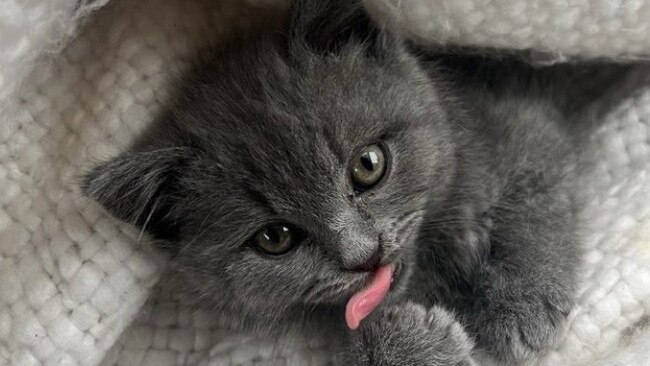 It’s unclear how Caleb Poulter’s British shorthair cat died.