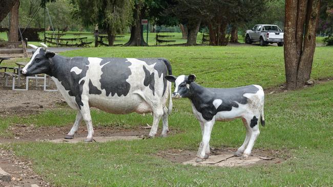 Two of the manufactured cows outside the Old Butter Factory at Bellingen were swept away in floodwater – but these ones remained safe. Picture: Chris Knight