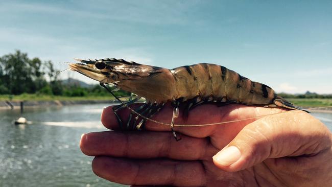 Seafarms Group will be farming these types of black tiger prawns for its Project Sea Dragon.