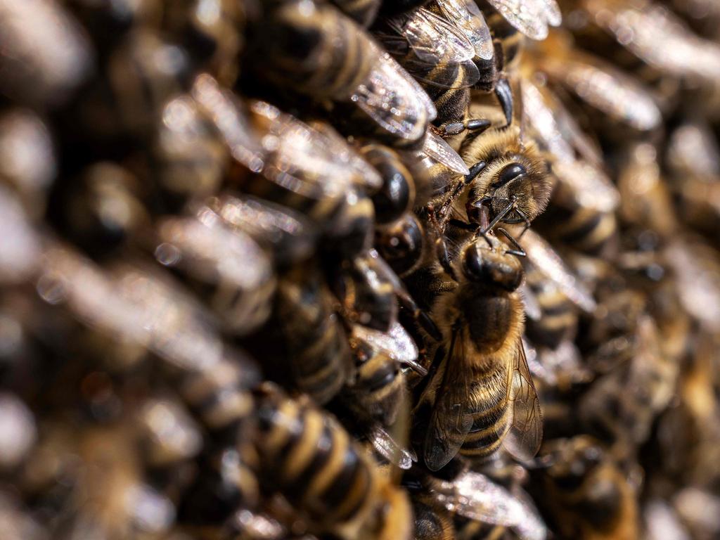 (FILES) This photograph taken in Saint-Philbert-sur-Risle on August 12, 2023 shows western honey bee also known as European honey bee (Apis mellifera) in a beehive. (Photo by JOEL SAGET / AFP)