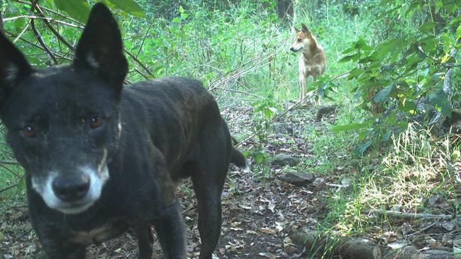 North Coast Local Land Services is starting a new program to gather details about wild dogs.