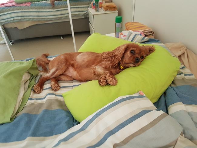BRONTE: Reader Aub Kelly sent in this pic. “This the second cavalier king charles I have adopted. She is eight years old and a big sook.”