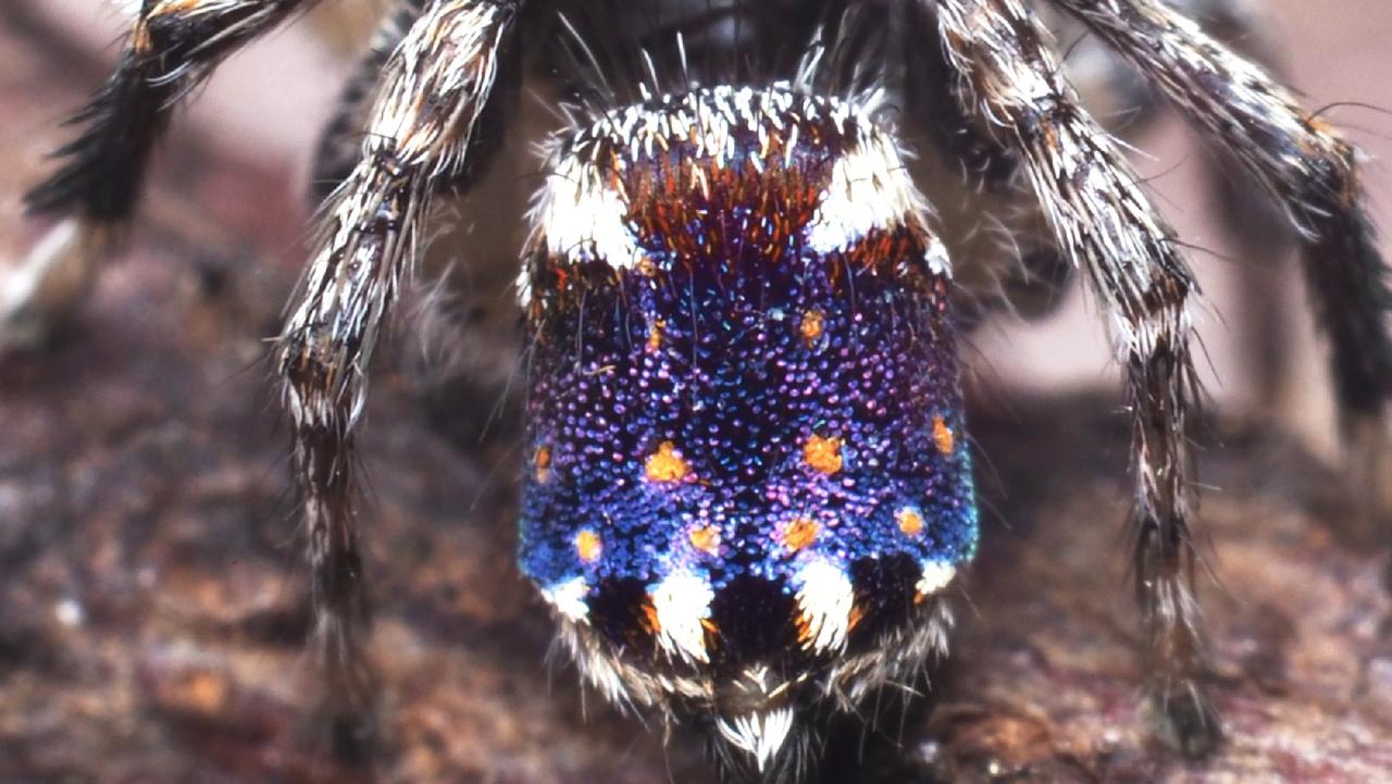 Seven new species of Australia's colourful 'dancing' peacock spider  discovered - ABC News