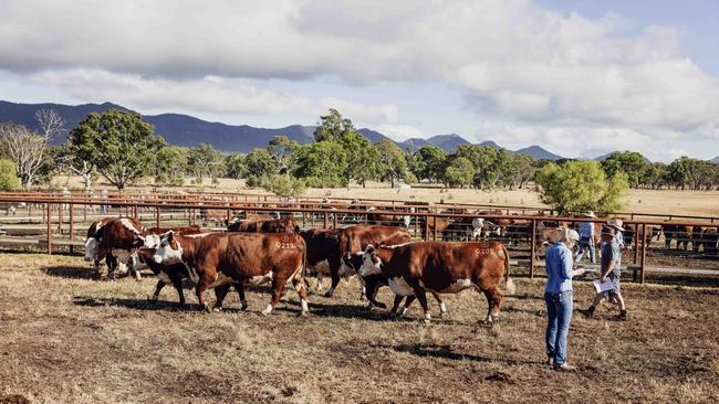 Buyers gather for the Yarram Park Stud Female Dispersal sale. Picture: Nicole Cleary