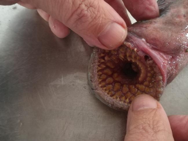 DEVON, ENGLAND, UK Photo shows another sea lamprey found last year on the Dutch island of Texel by Jarco Havermans. It evokes the monstrous Demogorgon seen in TVâs Stranger Things, but this blood-sucking âvampire fishâ is all too real (Credit: Jarco Havermans via Pen News) (Pen News Â£25, Â£15, Â£10 online) (Contact editor@pennews.co.uk/07595759112)