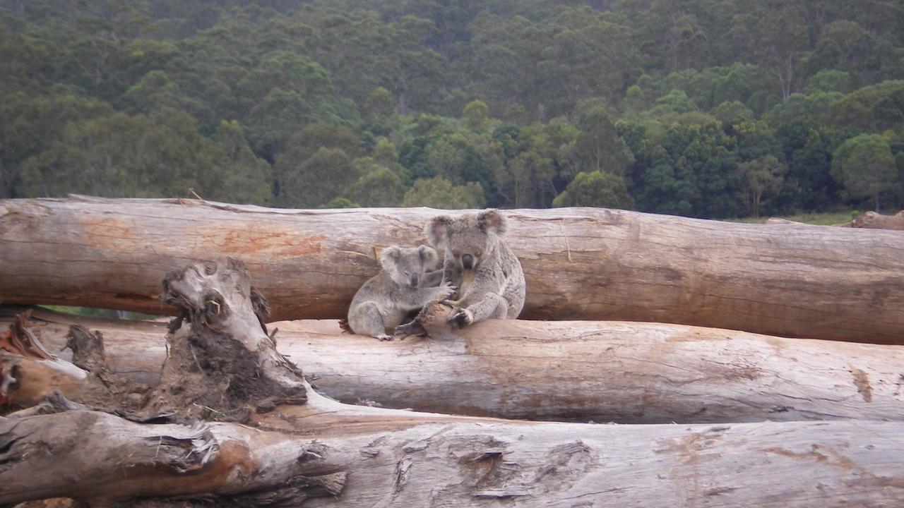 Tree clearing rates in Queensland have dropped 64 per cent in six years ...