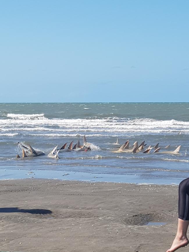 At least 13 sawfish, all believed to be dead. Picture: AMCS