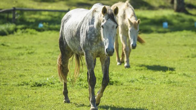 The two horses on Thursday. Picture: Roy VanDerVegt