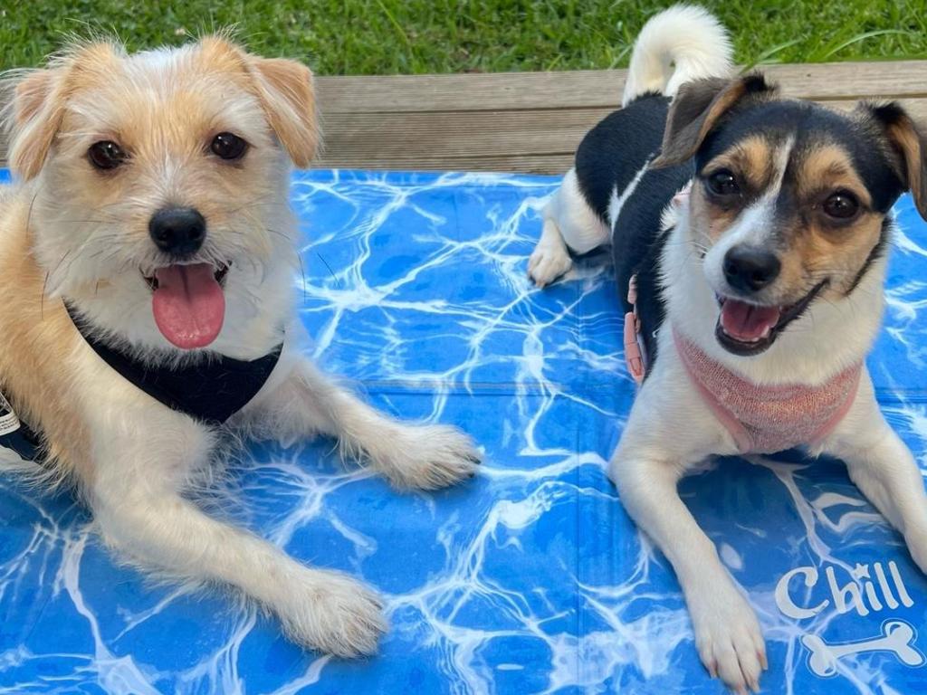 All For Paws Chill Out Always Cool Dog Mat. Picture: Harriet Amurao/news.com.au checkout