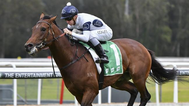Imported stayer Fleet Commander can end the day at Kembla on a winning note. Picture: Bradley Photos