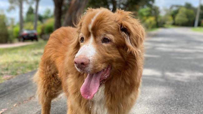 Laura Greaves’ elderly canine companion Tex. Picture: supplied