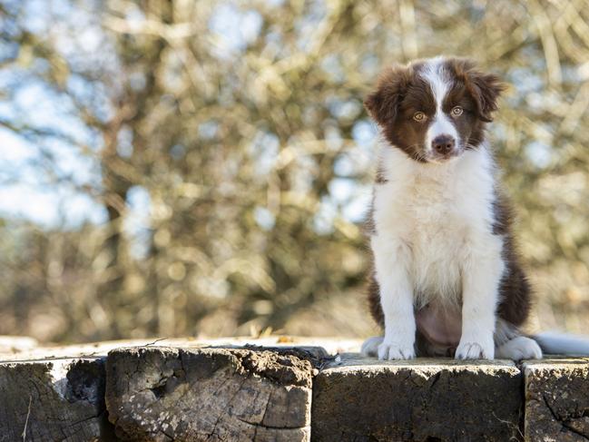 HOLD FOR HERALD SUN 7 NOV 2021.  DOGS: 2022 DOGS CALENDAR 2022 DOGS CALENDAR PICTURED: Arlo the Border Collie puppy owned by Richelle Portelli of Woodend. PICTURE: ZOE PHILLIPS