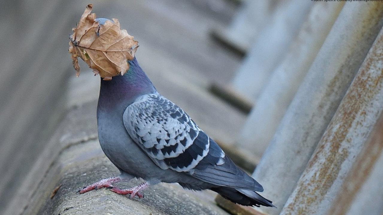 This pigeon was caught with a leaf blowing into its face. Picture: Comedy Wildlife Awards