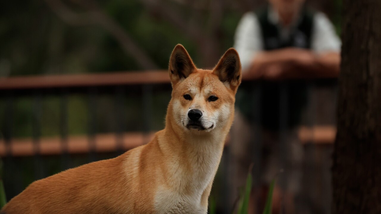 Queensland government hands out dingo sticks to visitors of K’gari