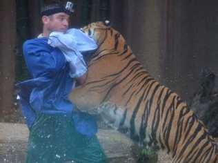 An Australia Zoo tiger handler was attacked during a show in 2013. Image: Seven News