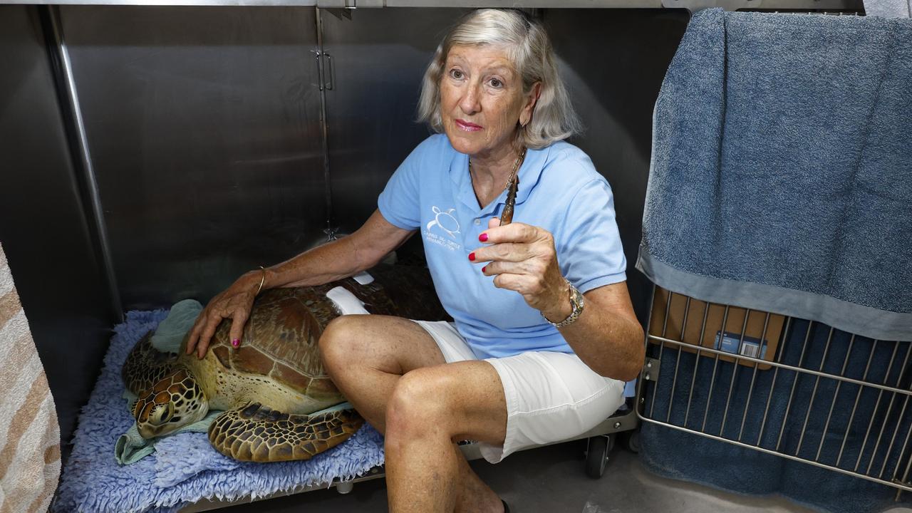 Staff from Great Adventures found a large, 39 kilogram green turtle which had been speared twice floating off Green Island on Friday. The turtle was transported to Northern Beaches veterinary clinic, where she had surgery on Saturday to have the spear tip removed. Turtle Rehabilitation Centre owner Jennie Gilbert helped veterinary surgeon Michelle Trevan and her team with the surgery, and is angered that illegal hunting practices continue to occur on the Great Barrier Reef. Picture: Brendan Radke