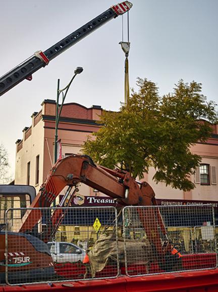 The removal of three Jacarandas from Argyle St in 2015 stirred controversy within the community.