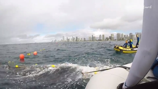 Whale and calf freed from shark nets