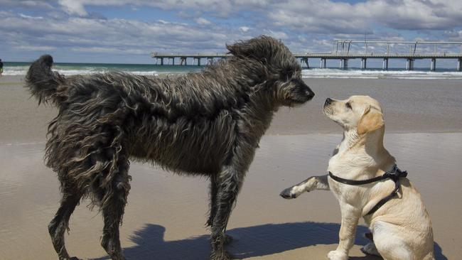 A couple of dogs having some fun on a Gold Coast beach. Picture: Loren Mathew Mariani