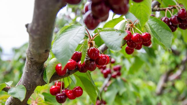 The first harvest of cherries have started to ripen at Lucaston Park Cherry Orchard in the Huon Valley.Picture: Linda Higginson