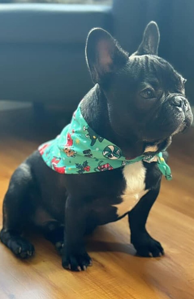 Zac: Lyteshia Cotter's 9 month old French Bulldog
