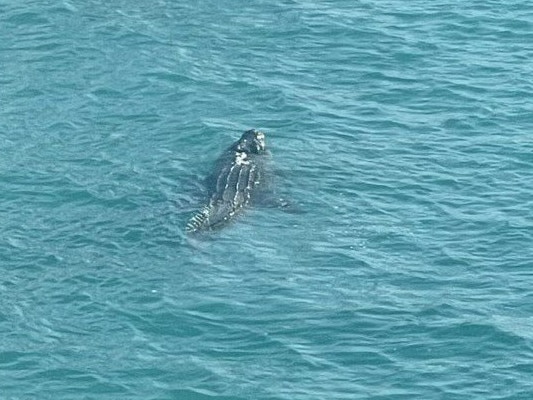 Contractors V2R Projects Pty Ltd snapped a picture of a crocodile as they were working on the Mackay Wharf 5 deck replacement in 2022. They estimated it was about 2.5 metres. Picture: North Queensland Bulk Ports