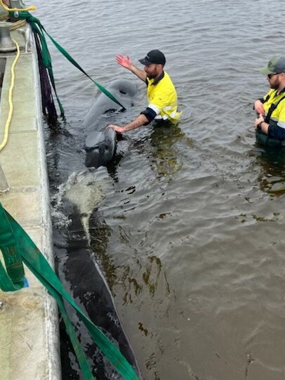 Petuna Aquaculture workers help to rescue pilot whales stranded in Macquarie Harbour, near Strahan, on Tasmania's West Coast. Picture: Petuna Aquaculture