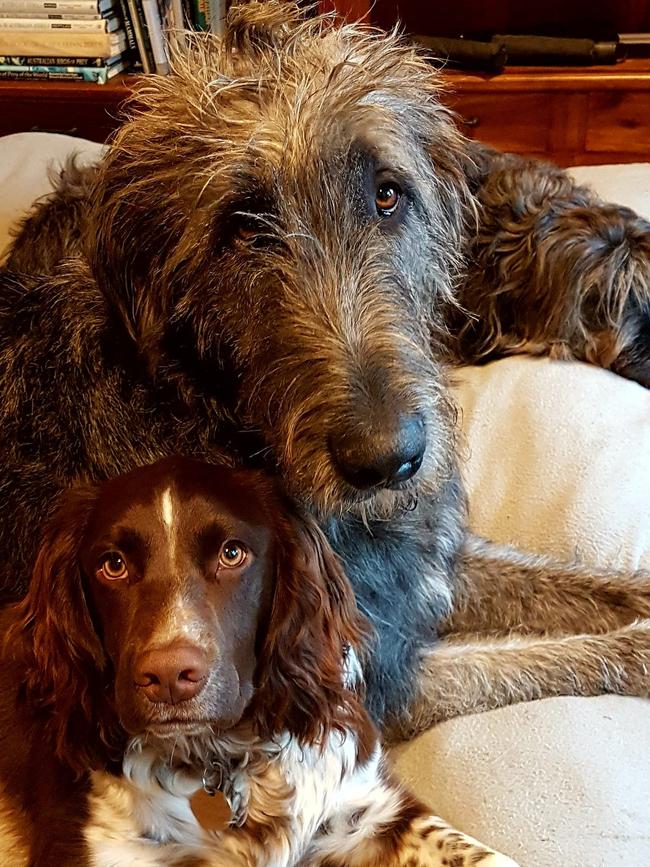 Tassie's Pawfect Pairs | Suzi Ellard: Introducing Captain Morgan (Springer Spaniel) at the front, Murphy (Irish Wolfhound) in the middle, and Marley (Muppet) at the back.