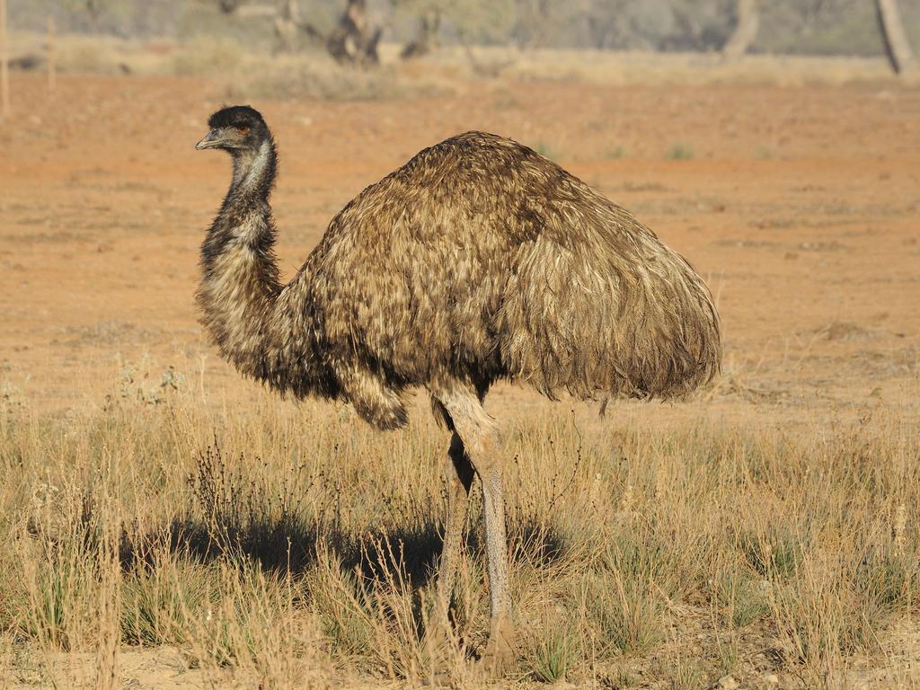 Emus are a native Australian bird that feature on the coat of arms alongside the kangaroo. Picture: Jouan Rius Gamma-Rapho via Getty Images