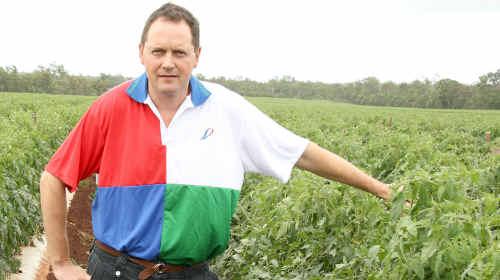 SP Exports managing director Andrew Philip among the rows of tomatoes near Cordalba.