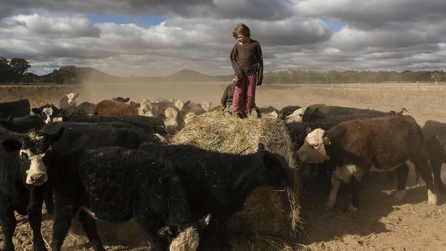 Heidi Taylor, 7, plays on a donated bale of hay as hungry cattle get an overdue feed on the family farm near Coonabarabran, Australia. Picture: Getty