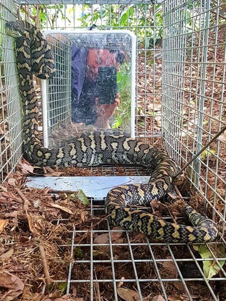 Carpet python from Bonogin. Gold Coast and Brisbane Snake Catcher Tony Harrison's best photos. Photo: Gold Coast and Brisbane Snake Catcher