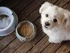 ‘My son eats dog food, what should I do?’