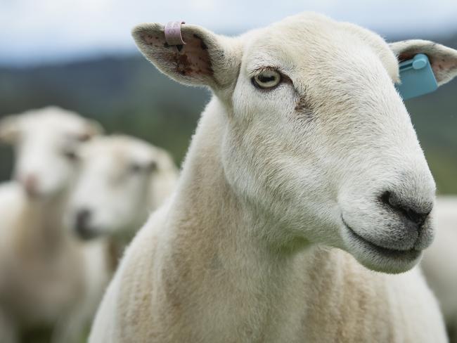 FOCUS: McIntosh FarmFOCUS: McIntosh Farm Wiltipoll Neva Courts and her partner Matt run a grass fed ethical prime lamb operation in South Gippsland. Boxed meat products are sold direct to consumers. PICTURED: Generic farm. Wiltipoll sheep. Wiltipolls. Meat sheep. Shedding sheep. Stock photo.Picture: Zoe Phillips