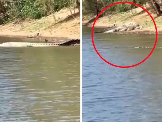 A croc previously spotted in Kennedy River in Lakefield National Park. Picture: Supplied