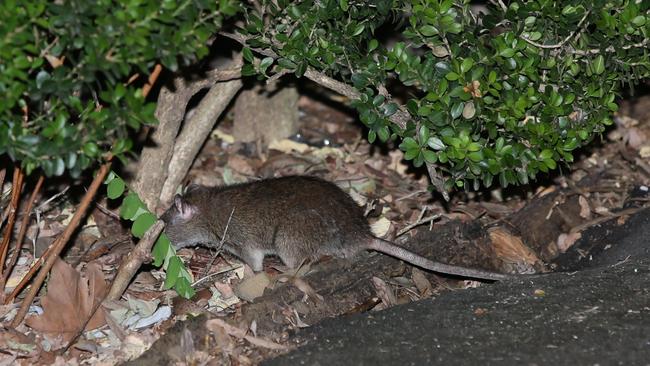 Another Surry Hills rat. Picture: Bill Hearne