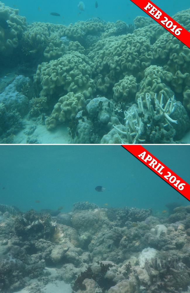 Great Barrier Reef before and after photos shot by Professor Terry Hughes. — Picture: Terry Hughes et al./Nature