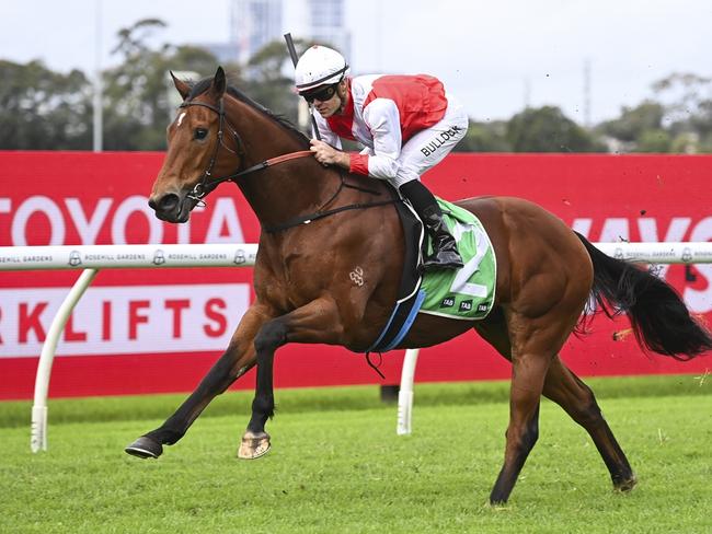 Know Thyself needs to overcome a wide gate for a first-up win in the Country Championship Qualifier at Tamworth. Picture: Bradley Photos