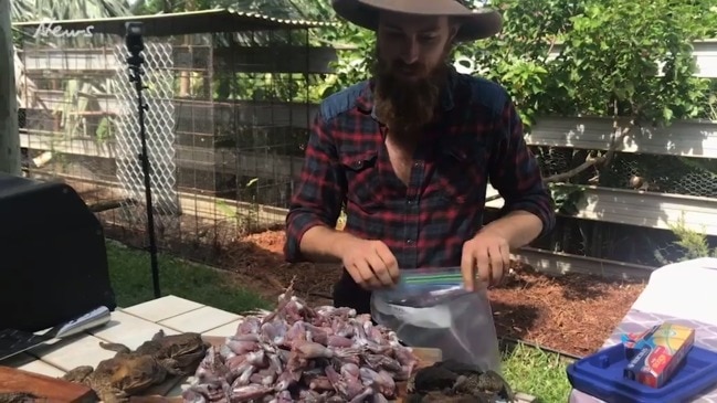 Tuck into cane toad