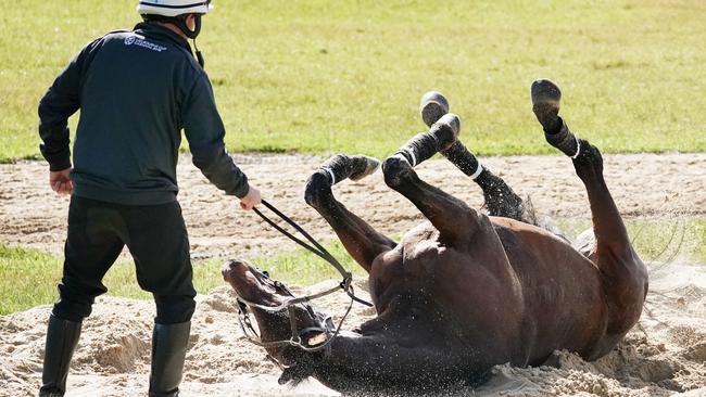 Marmelo was scratched from the Melbourne Cup on vet advice. Picture: AAP