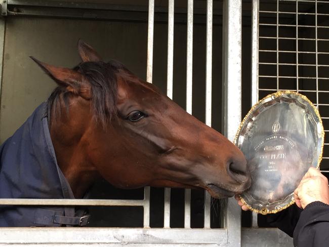 Two-time Cox Plate champion Winx checks out her latest silverware with strapper Umut Odemislioglu at her Flemington stable, Melbourne, Oct. 23, 2016. (AAP Image/Megan Neil)? NO ARCHIVING