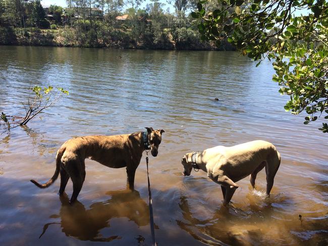 Mochi and Gracey greyhounds at Eden and Burchill Park, Nerang, Gold Coast. Picture: Amanda Robbemond