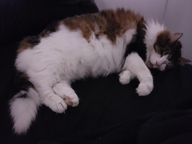 Vanessa from Lower Mitcham, in South Australia, sent up this photos of her 9.3kg Norwegian Forest cat.